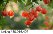alkekengi chinese lantern plant ai generated. Стоковое AI-изображение, AI-художник Vectorwin / Фотобанк Лори