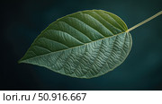 deciduou s leaf ai generated. Стоковое AI-изображение, AI-художник Vectorwin / Фотобанк Лори