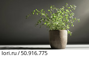 thyme herb plant ai generated. Стоковое AI-изображение, AI-художник Vectorwin / Фотобанк Лори