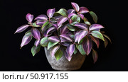 sunlight wandering jew plant ai generated. Стоковое AI-изображение, AI-художник Vectorwin / Фотобанк Лори