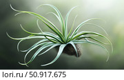 bromeliad air plant ai generated. Стоковое AI-изображение, AI-художник Vectorwin / Фотобанк Лори
