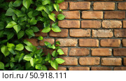 fern brick wall plant ai generated. Стоковое AI-изображение, AI-художник Vectorwin / Фотобанк Лори