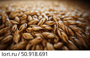 barley beer grain ai generated. Стоковое AI-изображение, AI-художник Vectorwin / Фотобанк Лори