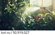 fungicide spraying plants ai generated. Стоковое AI-изображение, AI-художник Vectorwin / Фотобанк Лори