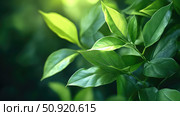 sustainable sale green ai generated. Стоковое AI-изображение, AI-художник Vectorwin / Фотобанк Лори