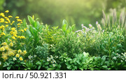 fennel spring herbs ai generated. Стоковое AI-изображение, AI-художник Vectorwin / Фотобанк Лори