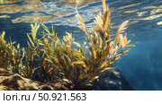 phytoplankton ocean plant ai generated. Стоковое AI-изображение, AI-художник Vectorwin / Фотобанк Лори