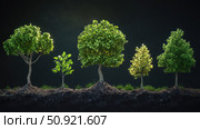 juvenile stages of tree growth ai generated. Стоковое AI-изображение, AI-художник Vectorwin / Фотобанк Лори