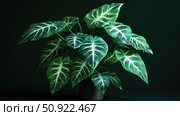 care syngonium plant ai generated. Стоковое AI-изображение, AI-художник Vectorwin / Фотобанк Лори