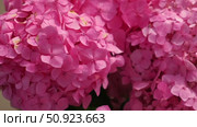 Hydrangea blooming. Blue, purple and pink heads of hydrangea flower petals. Beautiful Garden. Landscaping trend. Shrubbery blooms in the backyard. Scenic of nice landscaped. Green home design. Closeup. Стоковое видео, видеограф Марина Демидюк / Фотобанк Лори