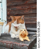 Ginger and white cat dozing on a wooden crate. Toy dog nearby. Стоковое фото, фотограф Vadzim Yakubovich / Фотобанк Лори