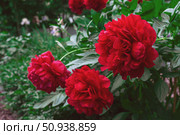 Bright red peony Carol. Ruby-colored large-flowered peony bush in the garden. Close-up. Стоковое фото, фотограф Оксана Медведева / Фотобанк Лори