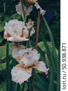 Bearded Iris variety Unspoken Passion, Champagne Elegance delicate olive color close-up. Стоковое фото, фотограф Оксана Медведева / Фотобанк Лори