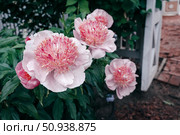 Peony variety Pearl scattering, modern varieties of perennial peonies. Urban landscaping with perennial flowers. Стоковое фото, фотограф Оксана Медведева / Фотобанк Лори