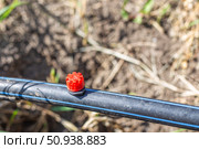 The Drip Irrigation Nozzle is installed on a black irrigation pipe, providing targeted watering for the garden. Стоковое фото, фотограф Коханова Наталья / Фотобанк Лори