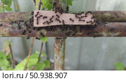 A piece of sausage was placed on the path of the ants from the anthill to the aphid. The ants taste the sausage. Стоковое видео, видеограф Андрей Жигальцов / Фотобанк Лори