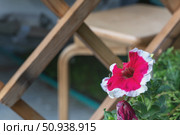 Petunia Picoti F1. A single bright petunia flower in a flower pot against the wall of the gazebo. Стоковое фото, фотограф Оксана Медведева / Фотобанк Лори
