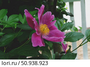 A variety of non-terry peonies. The evasive peony Paeonia anomala, the Wich peony Paeonia veitchii or the milky peony Paeonia Lactiflora. Стоковое фото, фотограф Оксана Медведева / Фотобанк Лори