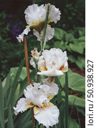 Bearded Iris variety Unspoken Passion, Champagne Elegance delicate olive color close-up. Стоковое фото, фотограф Оксана Медведева / Фотобанк Лори
