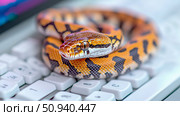 Dangerous Reptile: A vibrant snake coiled atop a computer keyboard, a symbol of digital threat or cybersecurity, snake intrusion. Стоковое AI-изображение, AI-художник Данила Большаков / Фотобанк Лори