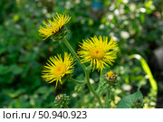 Цветы девясила (Inula) Стоковое фото, фотограф Лариса Веселова / Фотобанк Лори