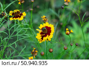 Кореопсис красильный (Coreopsis tinctoria, космея) и насекомое. Стоковое фото, фотограф Лариса Веселова / Фотобанк Лори