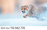 Cheetah Sprint: A powerful cat sprints forward with intensity. Стоковое AI-изображение, AI-художник Данила Большаков / Фотобанк Лори