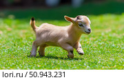 Playful concept: A light brown goat kid prancing happily on a vibrant green lawn in bright sunlight. Стоковое AI-изображение, AI-художник Данила Большаков / Фотобанк Лори