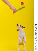 A naughty dog is jumping for a tulip in the studio on a yellow background. Funny puppy Jack Russell Terrier plays with his master and hunts for a Dutch flower. Стоковое фото, фотограф Михаил Решетников / Фотобанк Лори