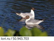 Larus ridibundus. Озерная чайка на воде, Ямало-Ненецкий автономный округ. Стоковое фото, фотограф Григорий Писоцкий / Фотобанк Лори