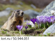 Alpine marmot with crocuses in natural habitat. Стоковое AI-изображение, AI-художник Евгений Харитонов / Фотобанк Лори