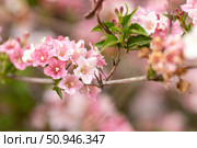Pink delicate flowers of the Weigel shrub. Стоковое фото, фотограф Наталья Угрюмова / Фотобанк Лори
