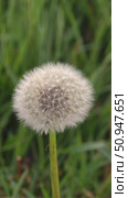 Dandelion on green grass background. Стоковое видео, видеограф Назар Дармодехин / Фотобанк Лори