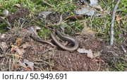 A slowworm basking in the forest sunlight. Legless lizard. Стоковое видео, видеограф Vadzim Yakubovich / Фотобанк Лори