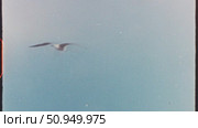 Seagull gliding effortlessly across cloudless blue sky, vintage film texture emphasizing coastal wildlife freedom and natural motion. Стоковое видео, видеограф Данил Руденко / Фотобанк Лори