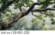 leaves oak tree branch ai generated. Стоковое AI-изображение, AI-художник Vectorwin / Фотобанк Лори