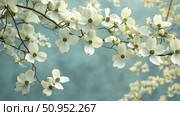 bracts dogwood trees ai generated. Стоковое AI-изображение, AI-художник Vectorwin / Фотобанк Лори