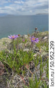 Vertical video of blooming violet alpine asters on the shore of Siberian Lake Baikal in the steppe part of Olkhon Island on a sunny windy summer day (lat.Aster alpinus). Floral natural background. Стоковое видео, видеограф Виктория Катьянова / Фотобанк Лори