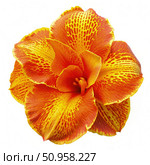 Top View of a Single Canny Flower With Yellow and Orange Petals on a White Background. Generative AI. Стоковое AI-изображение, AI-художник Roman Zavorotny / Фотобанк Лори