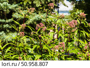 Городской пейзаж. Посконник пятнистый atropurpureum. Воронеж. Стоковое фото, фотограф Владимир Шибаев / Фотобанк Лори