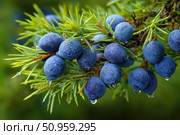 Juniper branches with berries. Blue berries on tree of juniper with green nature blurred background. Bunch of juniper berry in autumn. Juniperus scopulorum. Semi-fleshy, bluish cones. Officinal plant. Стоковое AI-изображение, AI-художник Марина Демидюк / Фотобанк Лори