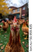A curious brown hen with a vibrant red comb staring intently at the viewer from a green yard, an engaging farm animal portrait suitable for print. Стоковое AI-изображение, AI-художник Данила Большаков / Фотобанк Лори