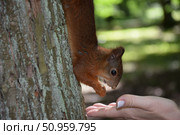Кормление белки с руки. Стоковое фото, фотограф Сабурский Максим / Фотобанк Лори
