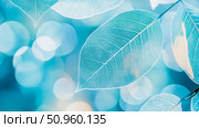 Ethereal Transparent Leaf Skeletons in Shades of Aqua Blue with Soft Bokeh Light, a Gentle Nature Abstract for Digital Art. Стоковое AI-изображение, AI-художник Данила Большаков / Фотобанк Лори
