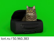 Fluffy cat sitting inside black travel bag on green background. Funny travel or pet concept, curious expression, clean studio shot. Ideal for advertising, meme or design use. Copy space. Banner. Стоковое AI-изображение, AI-художник Евгений Демидюк / Фотобанк Лори