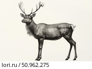 Black and white illustration of a red deer with antlers, made in the style of engraving or line art. Detailed image of the animal in profile on a light background. The work is suitable for encyclopedias, scientific publications, packaging design, books on nature and fauna, as well as vintage prints and art collections. Стоковое AI-изображение, AI-художник Анна Кривицкая / Фотобанк Лори