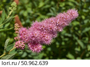 Willow-leaved spirea (lat. Spiraea salicifolia). Close-up of a flowering inflorescence of willow-leaved spirea on a background of green foliage. Стоковое фото, фотограф Андрей Жигальцов / Фотобанк Лори