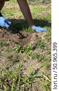 Man kneeling, reaching hand into mole burrow. Before setting mole trap. Vertical video. Стоковое видео, видеограф Vadzim Yakubovich / Фотобанк Лори