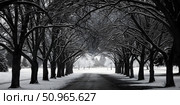Panoramic view of winter road with trees in black and white. Стоковое AI-изображение, AI-художник Дмитрий Нечаев / Фотобанк Лори