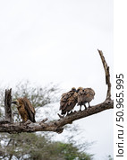 Three vulture birds on dry branch. Animal wildlife bird, vertical background. Стоковое фото, фотограф Екатерина Якименко / Фотобанк Лори